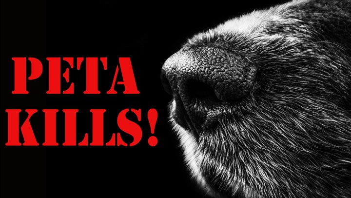 PETA Slaughtered 1,411 Cats and Dogs in 2016