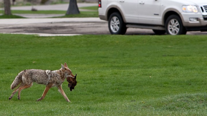 California Antis Tout “Coexisting” with Urban Coyotes over Public Safety