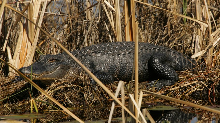 NRA Hunters' Leadership Forum | A Young Hunter's Connection with the Natural World