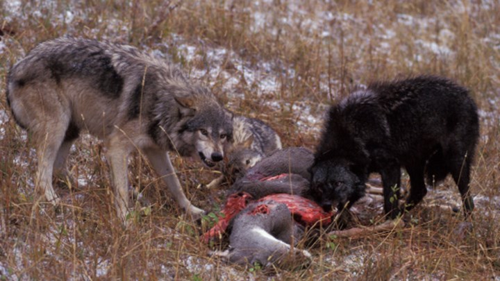 Why the Federal Court Upheld Delisting Wyoming Wolves 