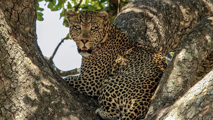 Listing Leopards as Endangered Could Mean Extinction