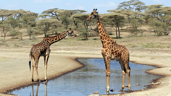 Antis Push USFWS to List Giraffes as Endangered