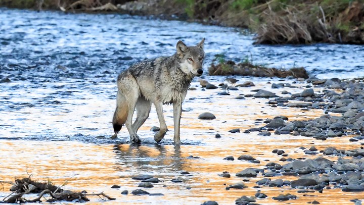 Are Great Lakes Wolves Next Up for Delisting?