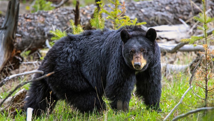 South Carolina to Expand Bear Hunt