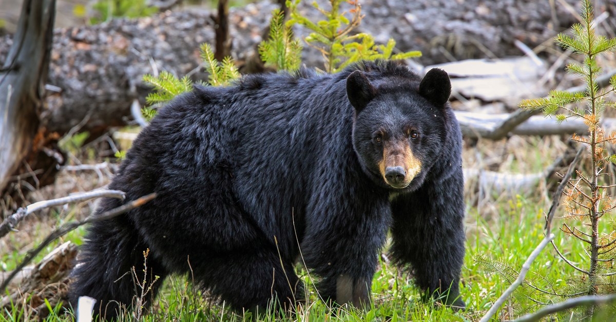 NRA Hunters' Leadership Forum South Carolina to Expand Bear Hunt