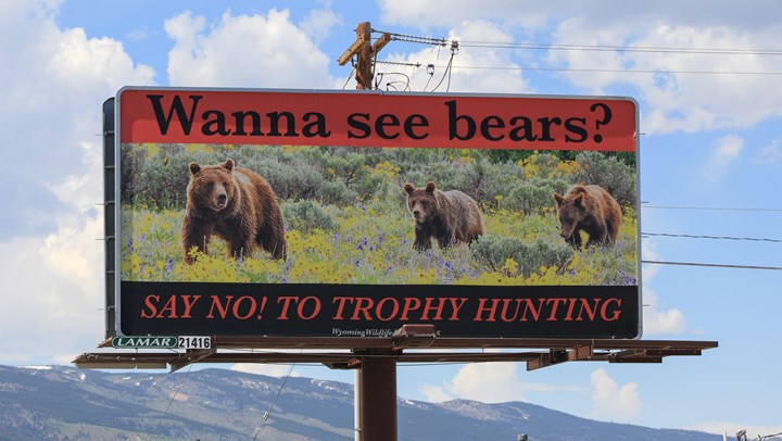 Anti-Bear-Hunting Billboard Targets Yellowstone Park