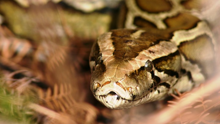 Florida Paying Hunters to Cut Python Populations