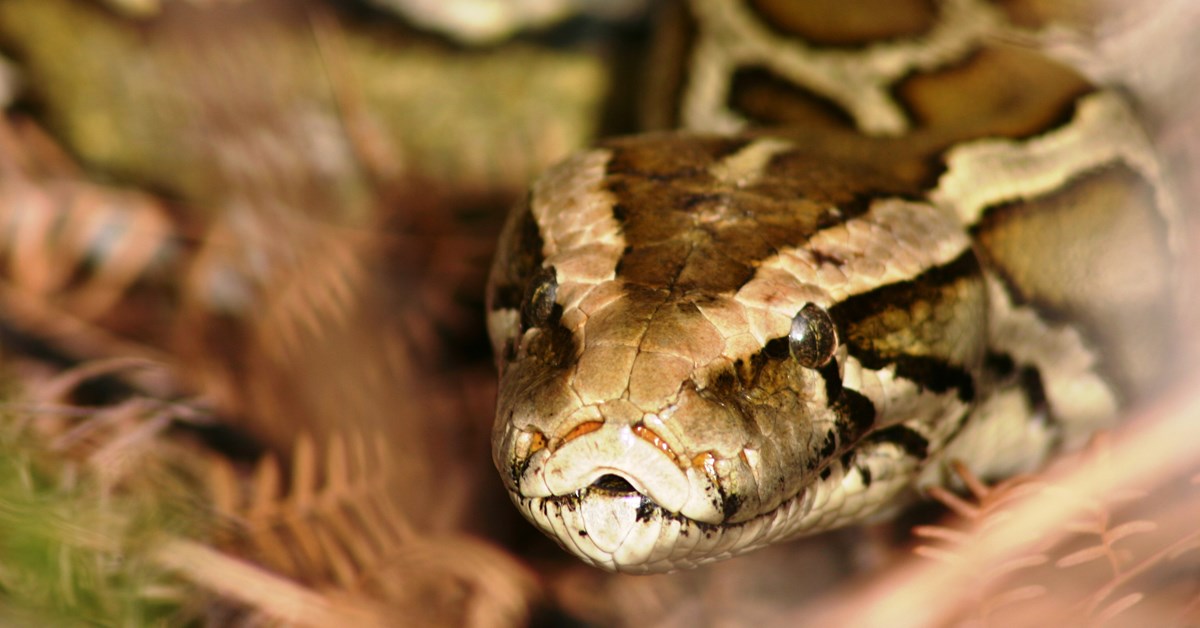 NRA Hunters' Leadership Forum Florida Paying Hunters to Cut Python