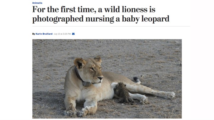 Rare Photo Captures Lioness Nursing a Leopard Cub