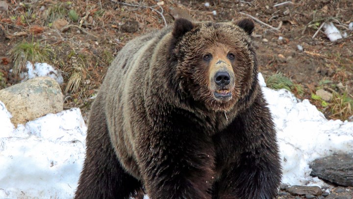 “Delisting” of Grizzlies is Not a Dirty Word