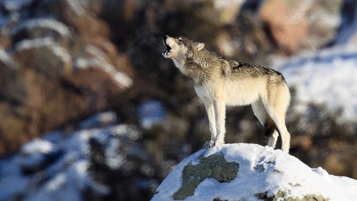 Court Ruling Impacts Issue of Wolves and States' Rights