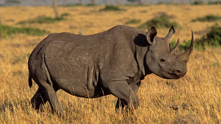 PHASA Supports International Trade in Rhino Horn