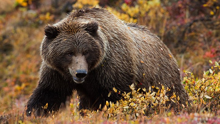 British Columbia Bans Grizzly Bear Hunting This Fall