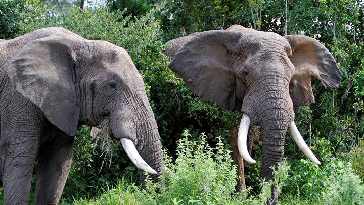 Tanzania Avoids the Pyre, Saves Ivory for Science
