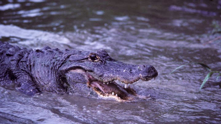 Houston Wardens Bust Illegal Internet Wildlife Traders