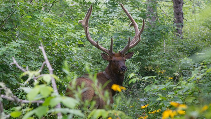 Wisconsin Elk Population Continues to Expand