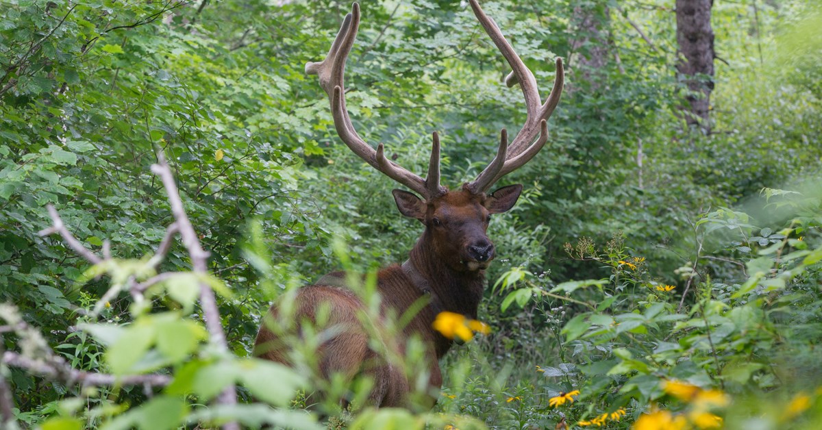 NRA Hunters' Leadership Forum Wisconsin Elk Population Continues to