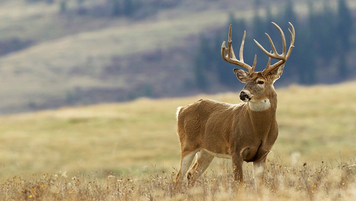 Know Your State’s Rules Regarding CWD