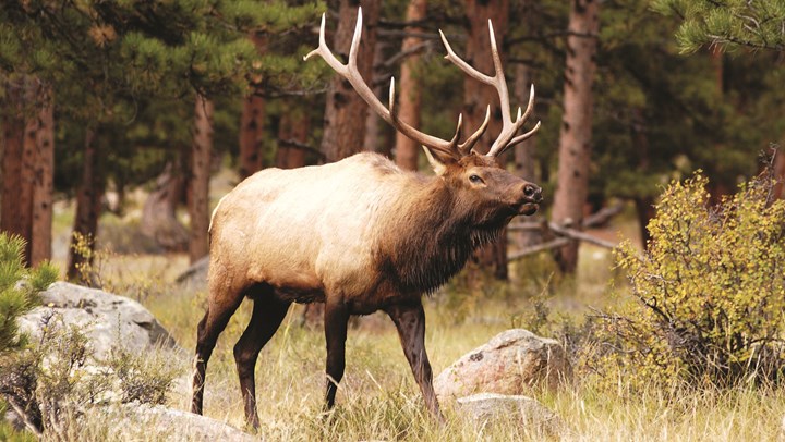 Landowner Easement Protects 1,742 Acres of Elk Habitat