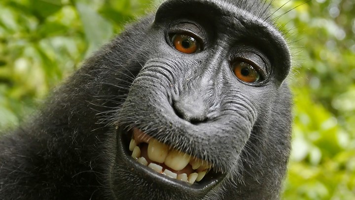 PETA and Photographer Settle “Monkey Selfie” Lawsuit
