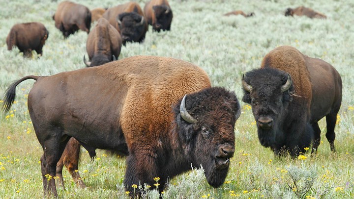 Feds to Use Hunters to Cut Arizona Bison Numbers