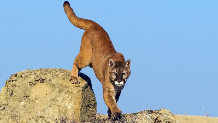 HSUS Pushes Arizona Cougar Hunting Ban via Ballot Box