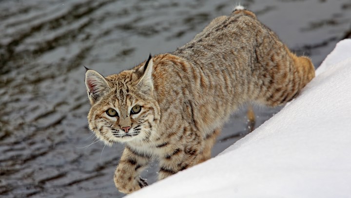 Hunters Aid Wisconsin’s Bobcat Numbers