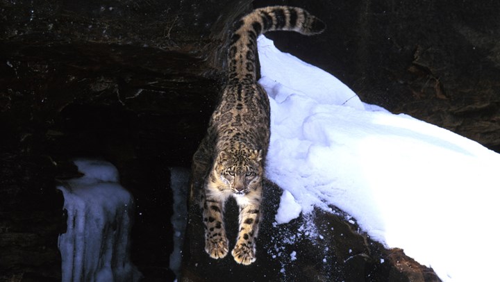 Why American Hunters Care about Asia's Snow Leopards