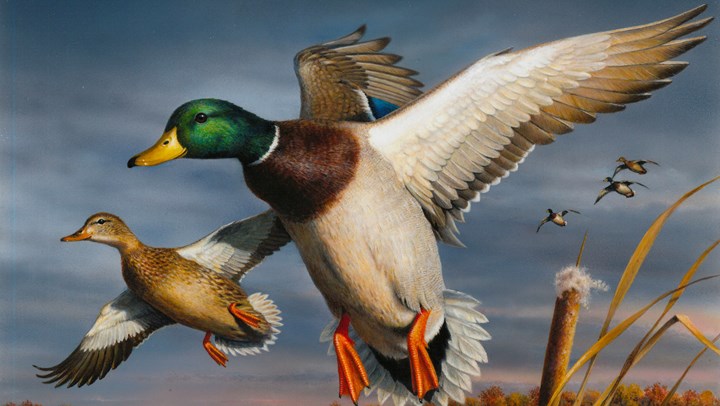 Hunters Are Biggest Winners in the Federal Duck Stamp Contest