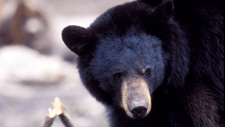 South Carolina Increases Bear Tags Amid Overpopulation