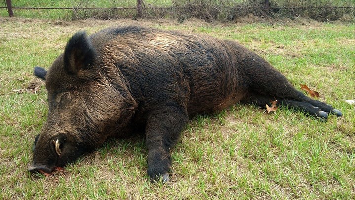 Texas Man Kills 416-Pound Wild Hog in Backyard