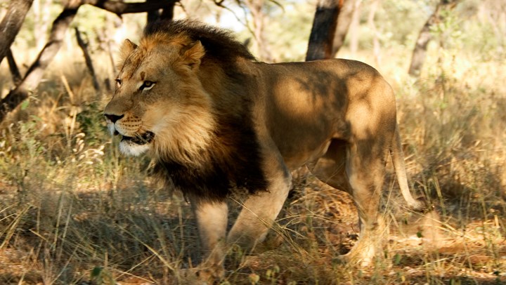 USFWS Allows Lion Trophy Imports from Zimbabwe and Zambia