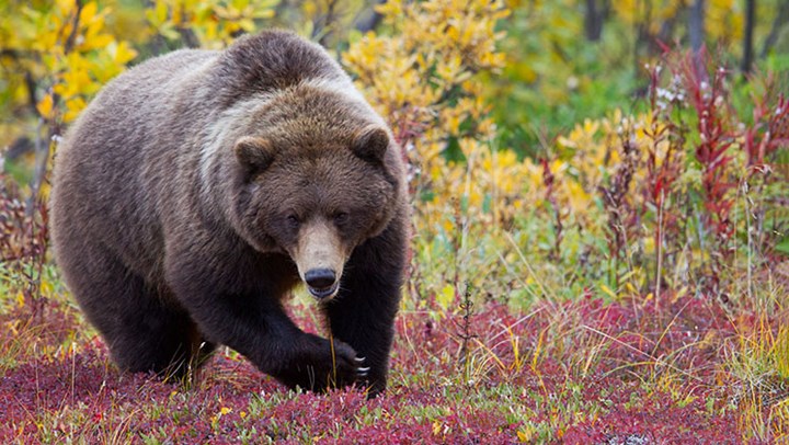 Repercussions to Hit B.C. as Grizzly Season Closes 