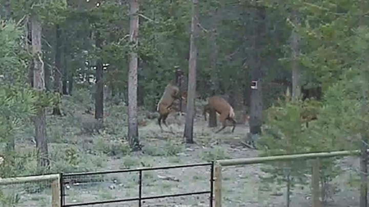Cow Elk Boxing Match Nabbed on Video