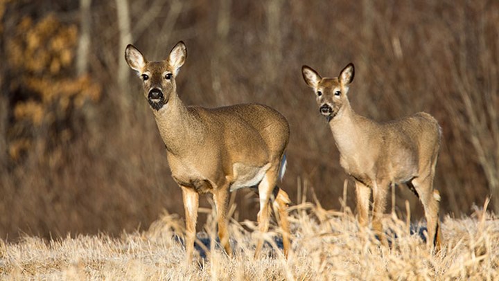 Deer Herds Aided by Selective Antlerless Harvests