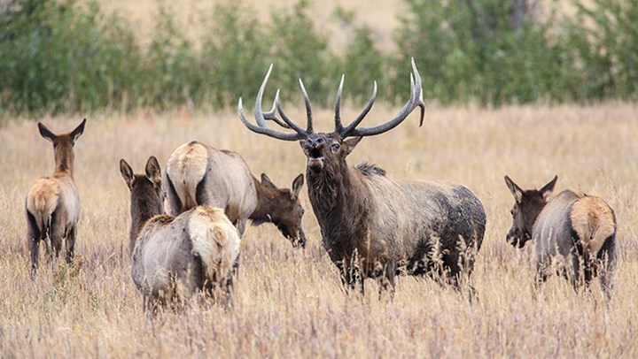 Hunters to Aid NPS in SD Elk Cull to Stop Spread of CWD
