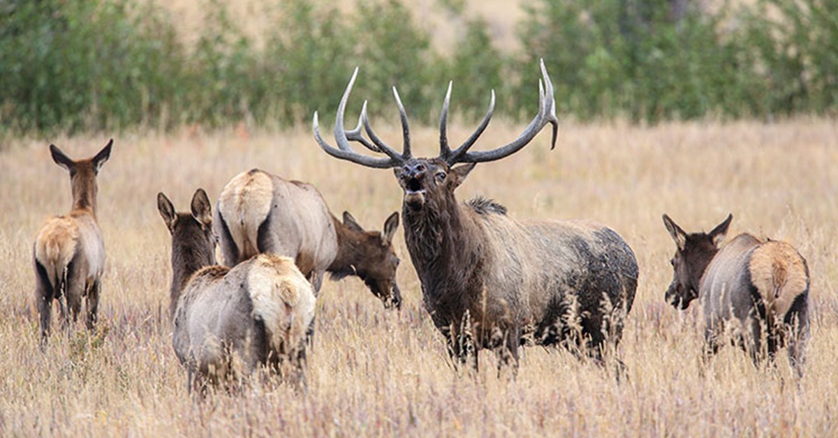 NRA Hunters' Leadership Forum Hunters to Aid NPS in SD Elk Cull to