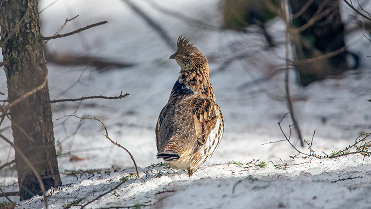 NRA Hunters' Leadership Forum | West Nile Virus Hits Michigan Ruffed Grouse
