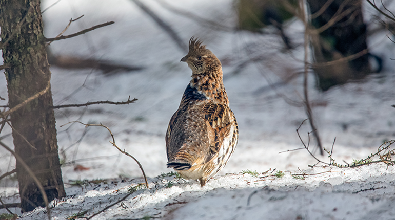 NRA Hunters' Leadership Forum | West Nile Virus Hits Michigan Ruffed Grouse