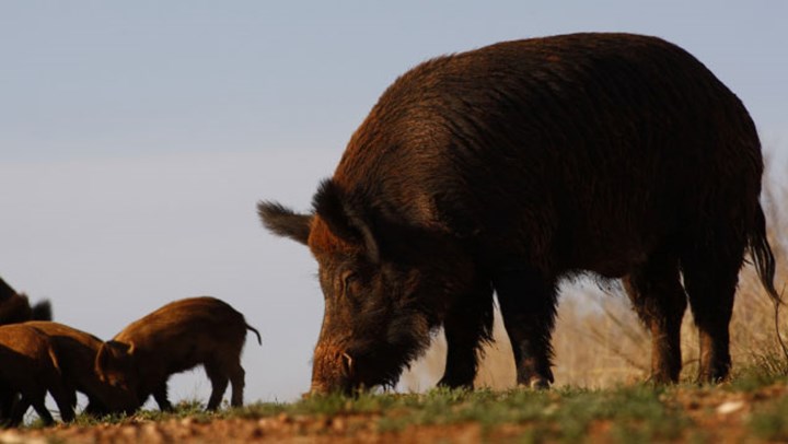 Hogs Running Rampant? Read Wild Hog 101