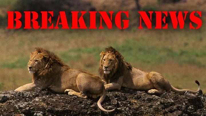 African Lions Eat Suspected Poacher 