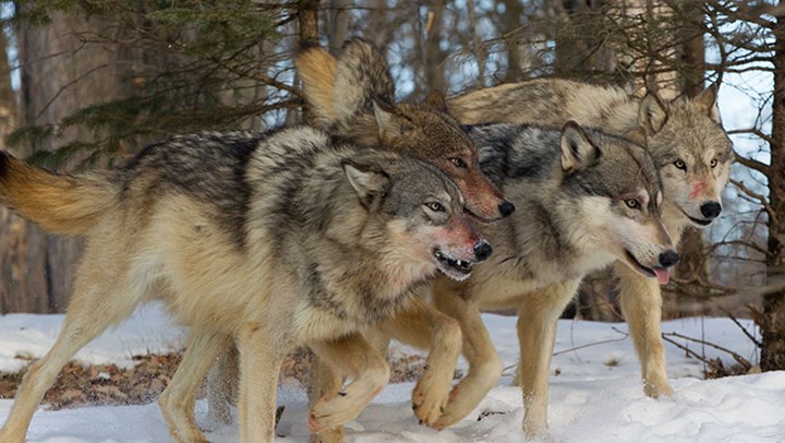 Study Shows Wolves Directly Impact Minnesota Moose Numbers 