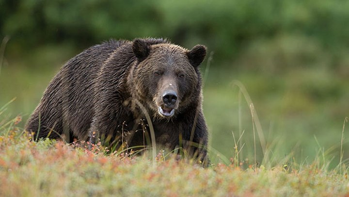 British Columbia’s Perverse Hat Trick