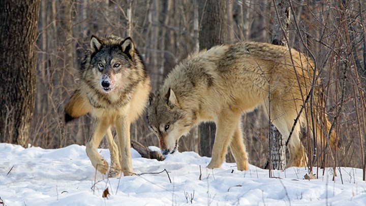 Canis Stew: Issues Surrounding Wolves and Coyotes