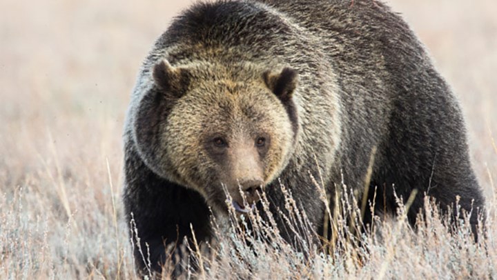Wyoming Proposes 2018 Grizzly Bear Season 