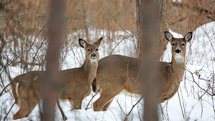 Landmark CWD Deer Study Breaks New Ground in Wisconsin