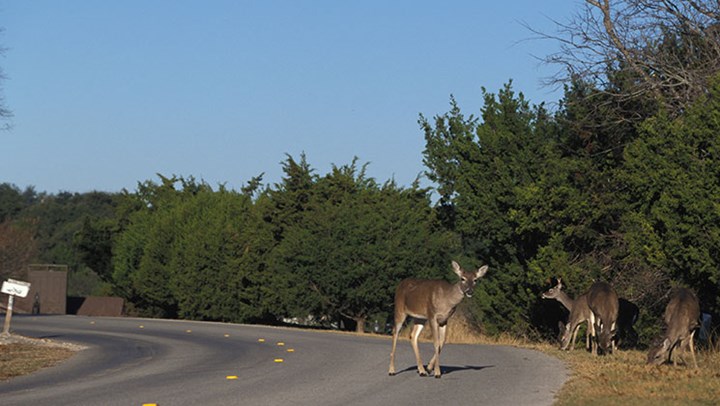 Hunters: The Free Solution to Managing Urban Deer 