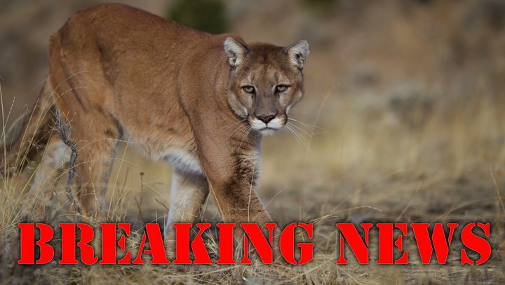 HSUS Defeated in Push for Arizona Cat Hunting Ban