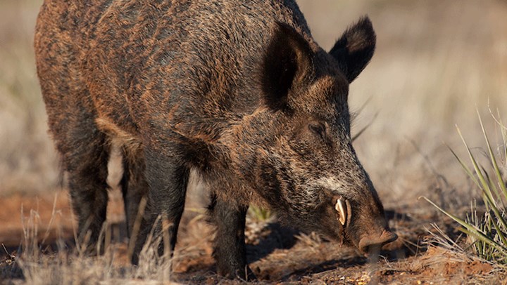Feral Hogs in the ’Burbs: Could Hunters Help? 