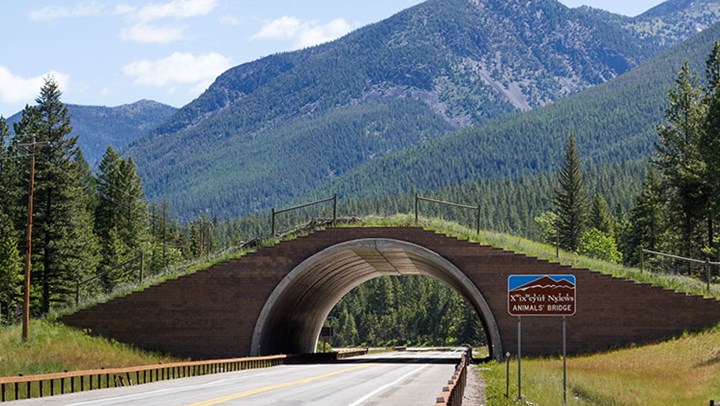 Wildlife Overpasses Protect Man and Animals Alike